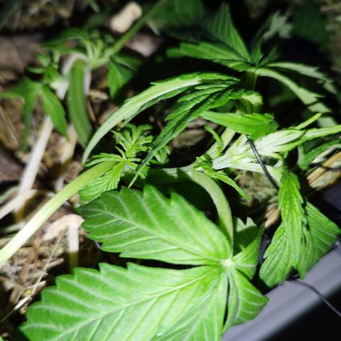 Cookie growlog timeline photo