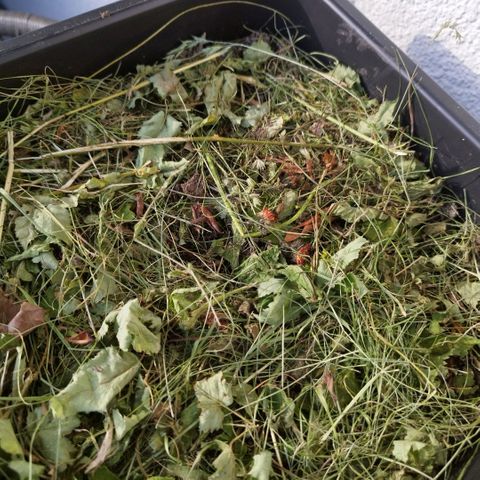 Kriddisch growlog photo: Nichts 