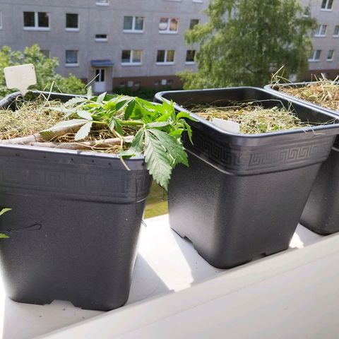 Cookie growlog timeline photo