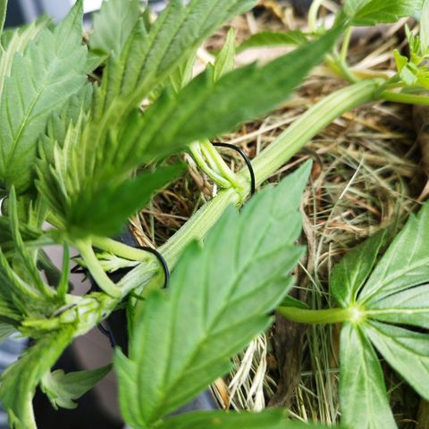 Cookie growlog photo: Immer wieder nach unten gezogen und nachjustiert, einen "twist" rein gebracht aus reiner optik