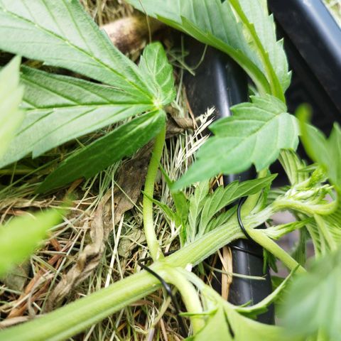 Cookie growlog photo: Immer wieder nach unten gezogen und nachjustiert, einen "twist" rein gebracht aus reiner optik