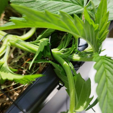 Cookie growlog photo: Immer wieder nach unten gezogen und nachjustiert, einen "twist" rein gebracht aus reiner optik