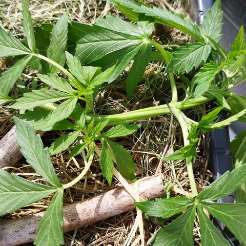 Cookie growlog photo: Immer wieder nach unten gezogen und nachjustiert, einen "twist" rein gebracht aus reiner optik