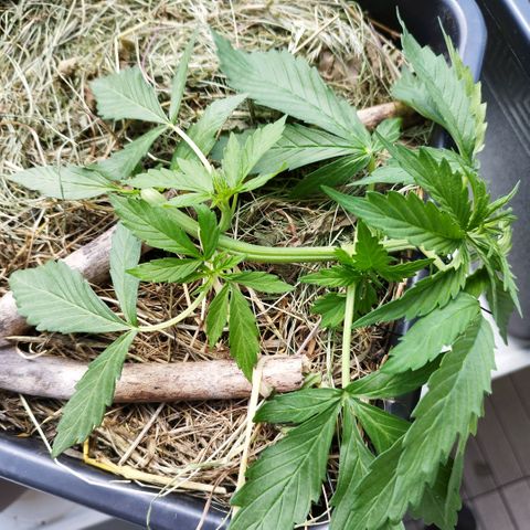 Cookie growlog photo: Immer wieder nach unten gezogen und nachjustiert, einen "twist" rein gebracht aus reiner optik