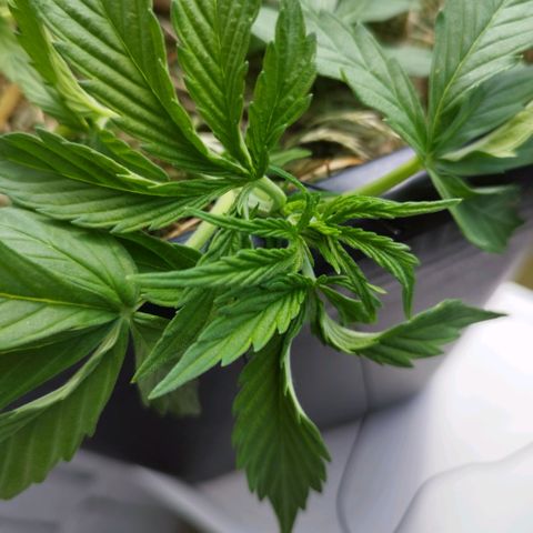 Cookie growlog photo: Immer wieder nach unten gezogen und nachjustiert, einen "twist" rein gebracht aus reiner optik