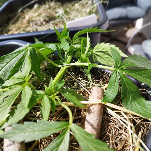 Cookie growlog photo: Immer wieder nach unten gezogen und nachjustiert, einen "twist" rein gebracht aus reiner optik