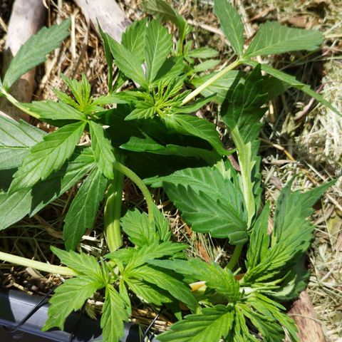 Cookie growlog timeline photo