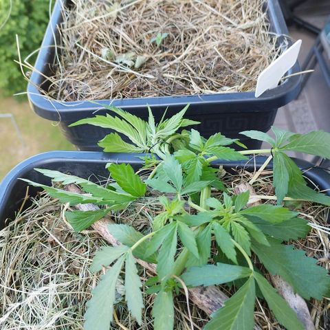 Cookie growlog photo: Weiter lst