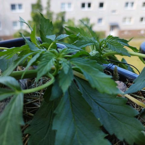 Cookie growlog photo: Weiter lst