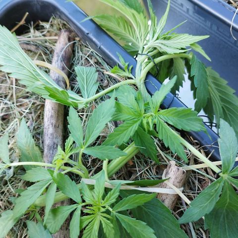 Cookie growlog photo: Weiter lst