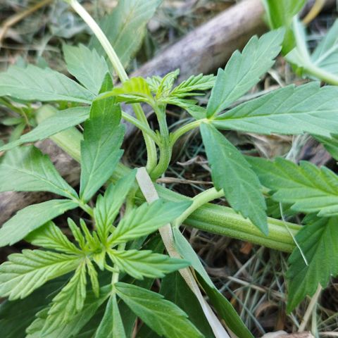 Cookie growlog photo: Weiter lst
