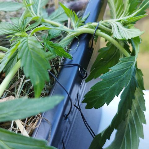 Cookie growlog photo: Weiter lst