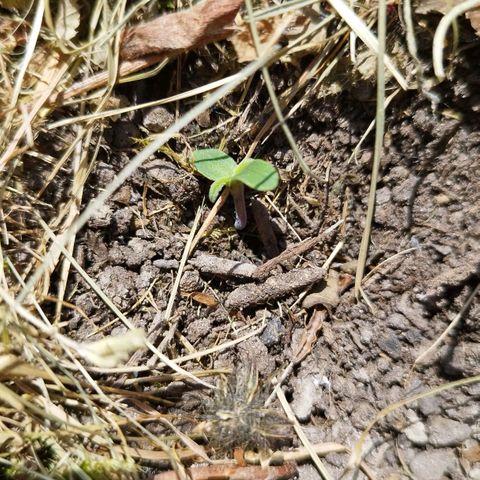 Kriddisch growlog timeline photo