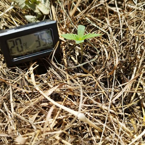 Dreamy growlog timeline photo