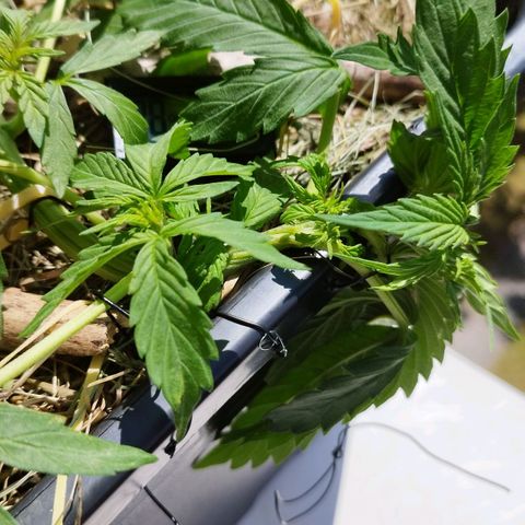 Cookie growlog timeline photo