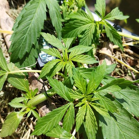 Cookie growlog timeline photo