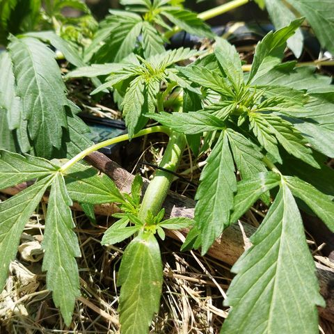 Cookie growlog timeline photo