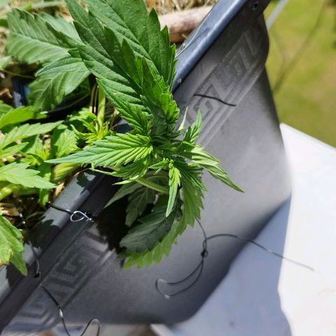 Cookie growlog timeline photo