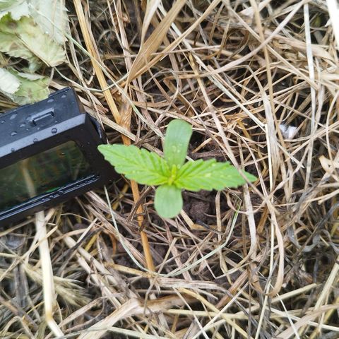 Dreamy growlog timeline photo