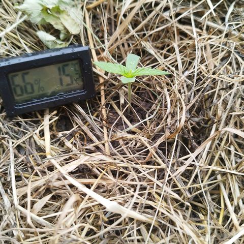 Dreamy growlog timeline photo