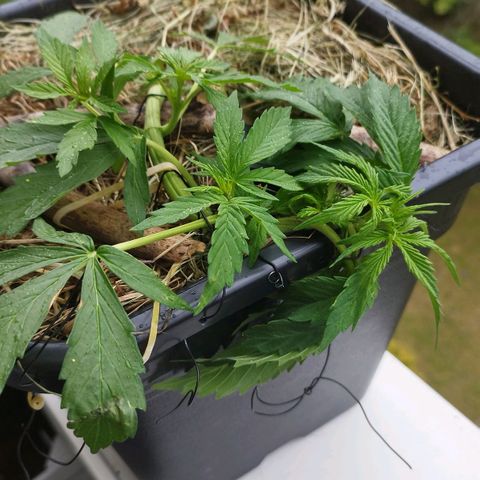 Cookie growlog timeline photo