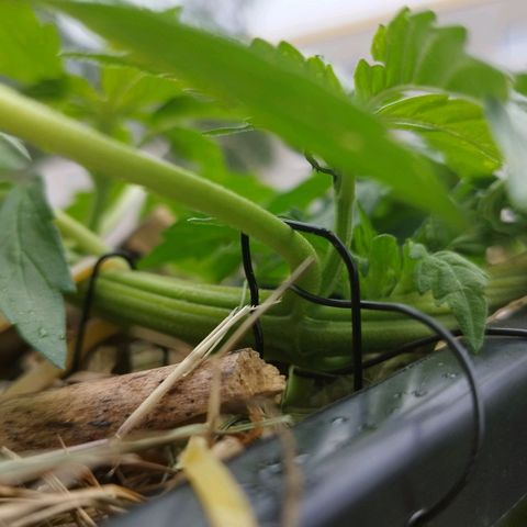 Cookie growlog timeline photo
