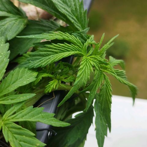Cookie growlog timeline photo