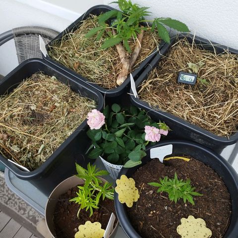 Cookie growlog timeline photo