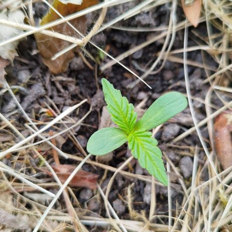 Kriddisch growlog photo: Leicht verbrennung durch erde warscheinlich, das verwächst sich noch