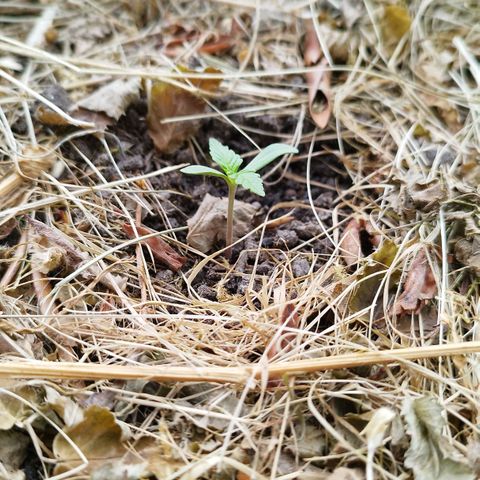 Kriddisch growlog timeline photo