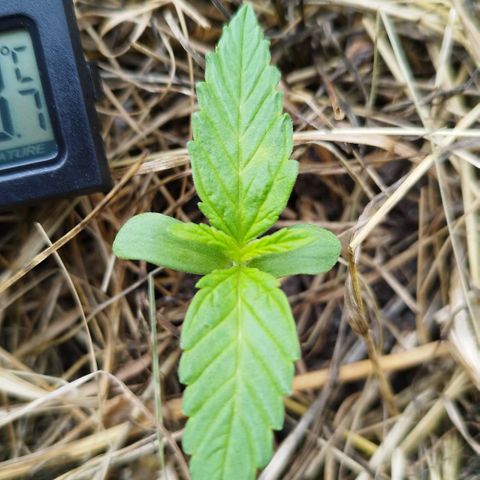 Dreamy growlog photo: Selbes bild wie kriddisch bloß 4 tage älter haha