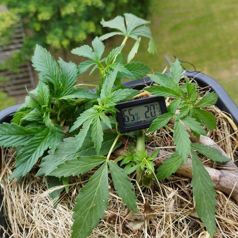 Cookie growlog photo: Ein fanleaf abgerissen und blätter leicht verletzt, das sollte sie aber verkraften 