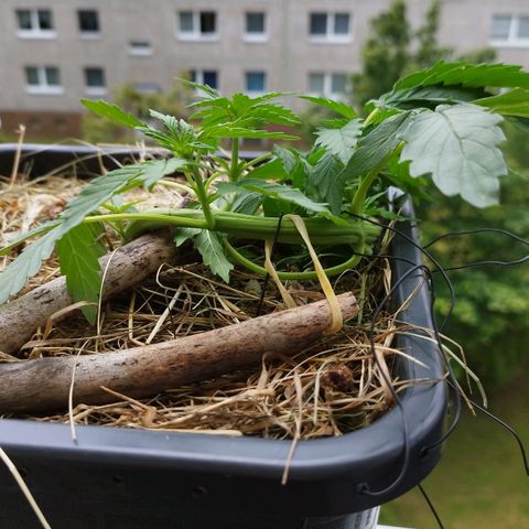 Cookie growlog photo: Ein fanleaf abgerissen und blätter leicht verletzt, das sollte sie aber verkraften 