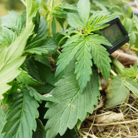 Cookie growlog photo: Ein fanleaf abgerissen und blätter leicht verletzt, das sollte sie aber verkraften 