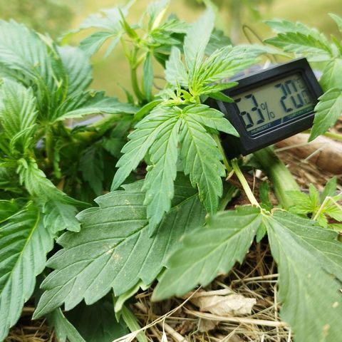 Cookie growlog photo: Ein fanleaf abgerissen und blätter leicht verletzt, das sollte sie aber verkraften 