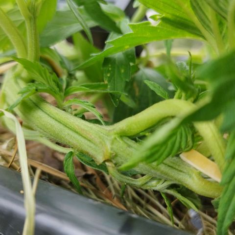 Cookie growlog photo: Ein fanleaf abgerissen und blätter leicht verletzt, das sollte sie aber verkraften 