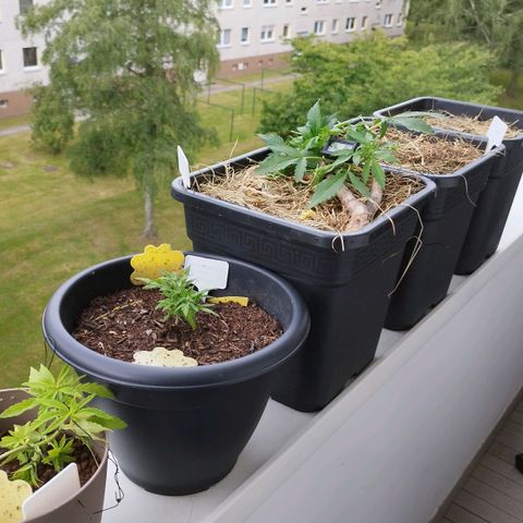 Cookie growlog photo: Schön 😊