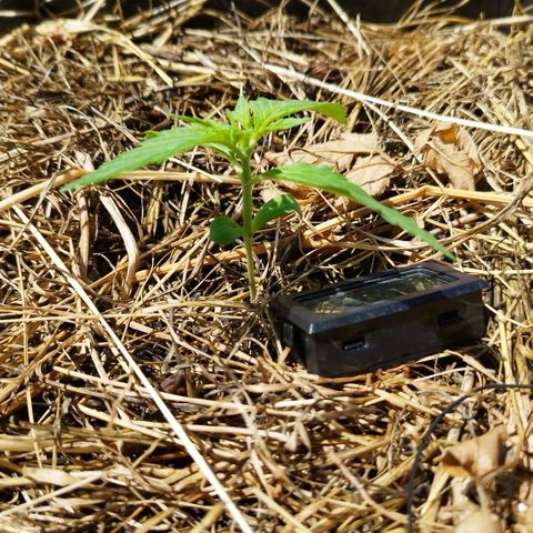 Dreamy growlog photo: Bald wachstum 2-3 tage noch