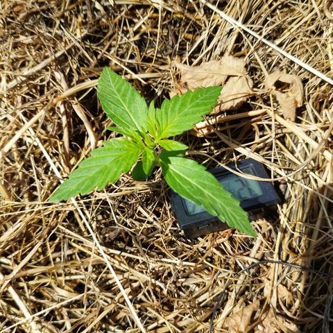 Dreamy growlog photo: Bald wachstum 2-3 tage noch
