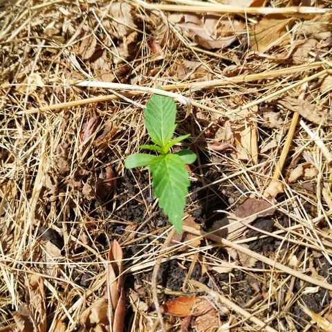 Kriddisch growlog photo: Dauert auch noch bis nächste woche zur vegi