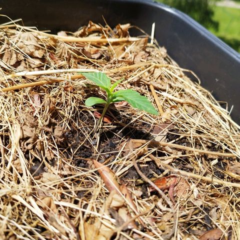 Kriddisch growlog photo: Dauert auch noch bis nächste woche zur vegi