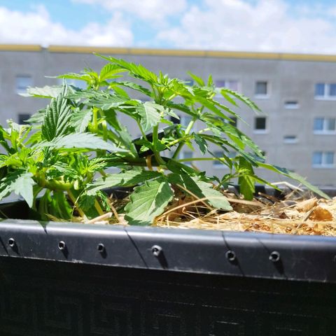 Cookie growlog photo: Meine hübsche