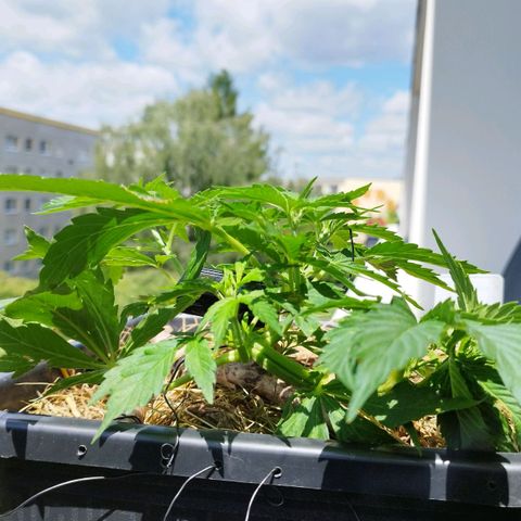 Cookie growlog photo: Meine hübsche