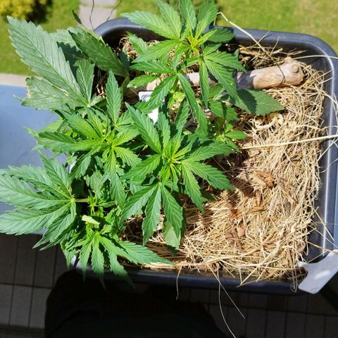 Cookie growlog photo: Meine hübsche