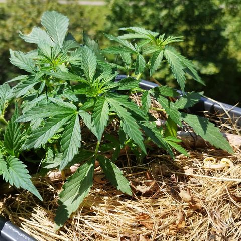 Cookie growlog photo: Meine hübsche