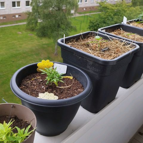 Cookie growlog timeline photo