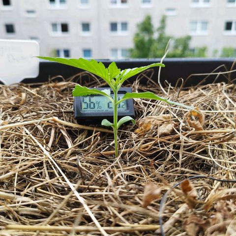 Dreamy growlog timeline photo