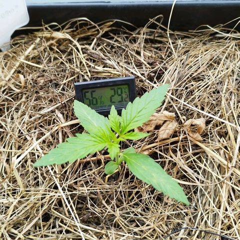 Dreamy growlog timeline photo