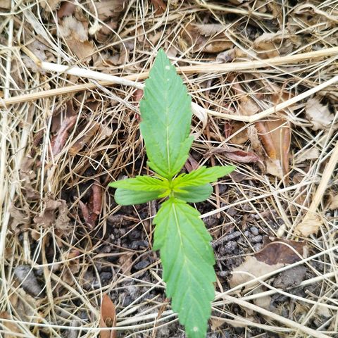 Kriddisch growlog timeline photo
