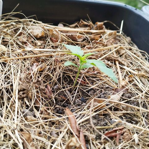 Kriddisch growlog timeline photo
